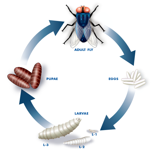ciclo de la mosca – ES