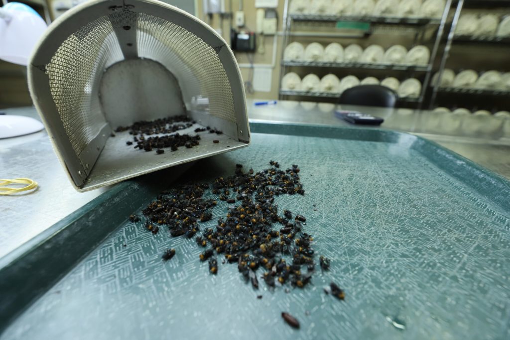 Actions and Strategies Intensified for the Control of the New World Screwworm
