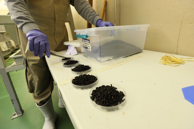COPEG-Preparación-pupas-a-jaulas-1